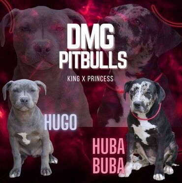 Dogs: Odgajivačnica američkih PITBULL terijera DMG PITBULLS ima na prodaju
