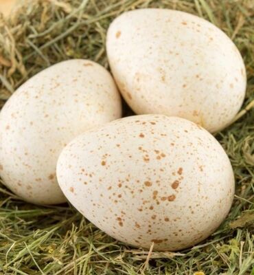 kənd çolpası: Yerli hinduşka yumurtası satılır Gəncədə