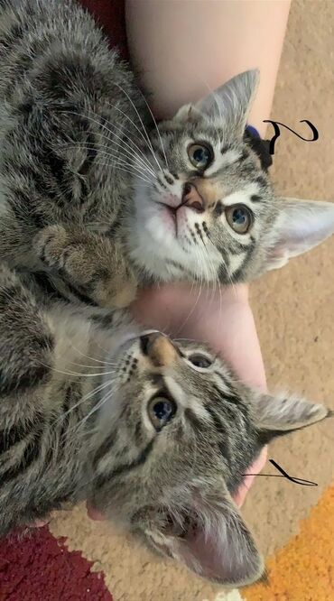 корм для кошек и котят: Отдаю котят в хорошие руки котенок пол номером 1 мальчик 2 девочка