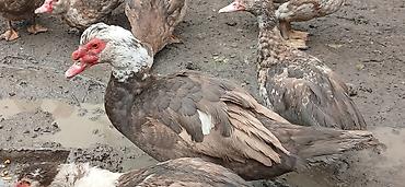 продаю гусь: Селезни крупные упитанные — 2
