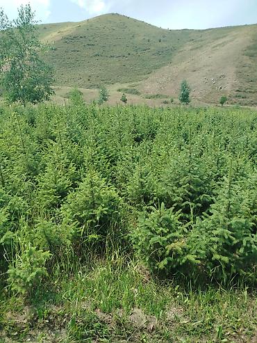 Берёза: Саженцы Платная доставка — 14