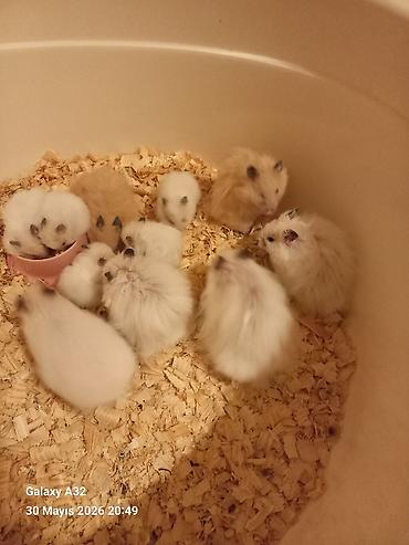 sabuncu toyuq bazari: Hamster satılır ünvan merdekan şüvəlan vatsap nomresi 0515913288 — 5