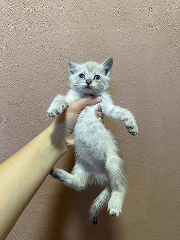 Отдам котят в добрые руки💓 На детскую площадку где я гуляю с ребёнком
