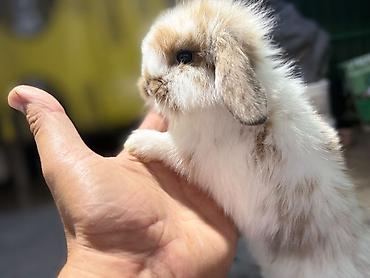 kaliforniya dovsani: Miniatür lop qulaq dovşan balaları - Cins: Lop qulaq (aşağı sallanan — 1