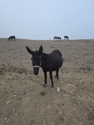 Eşşəklər: 4 erkək 2 dişi eşək satılır ən böyünün yaşı 4-dü qiyməti 550 manatdır — 6