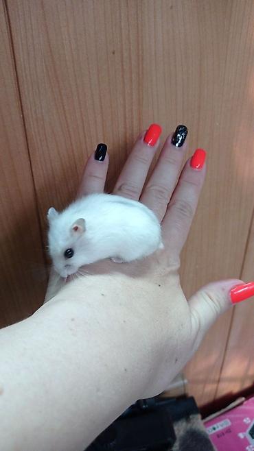 Хомяки: Продаются хомячки ручные. В нашем питомнике вы можете приобрести — 5