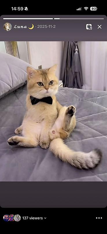 Pişiklər: Şinşilla, Erkək, Cütləşmə üçün — 3