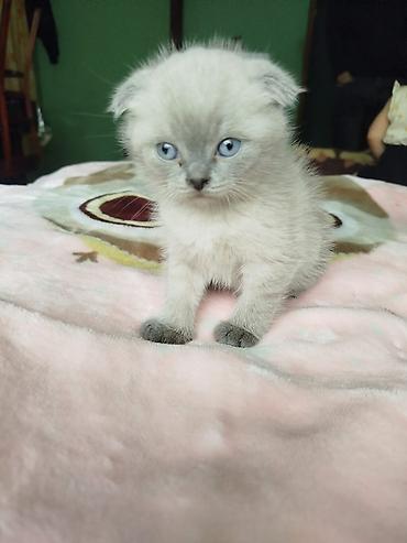 Pişiklər: Şotland — 9