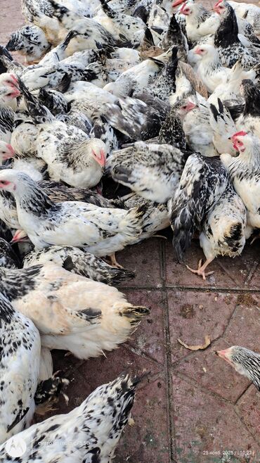 Cücələr: Toyuq cücələri, Damazlıq — 3