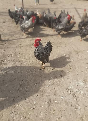 Toyuqlar: Toyuq, Damazlıq -da lalafo.az — 1 Toyuqlar: Toyuq, Damazlıq — 1