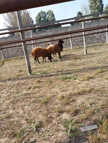 Qoyunlar, qoçlar: Qoyunların üçüdə erkəydi ikisi 35 kilodan çox çəki verir biri isə 40 -da lalafo.az — 9 Qoyunlar, qoçlar: Qoyunların üçüdə erkəydi ikisi 35 kilodan çox çəki verir biri isə 40 — 9