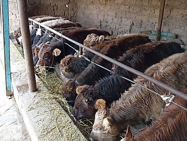 Коровы, быки: Продаю | Бык (самец) | Швицкая | На откорм — 4