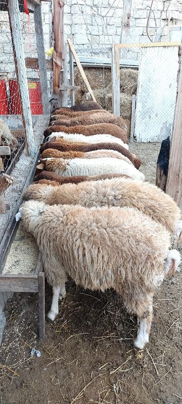 erkey quzular: Hamiya salam. Hər çəkide quzular mövcuddur. Həm erkəy həmdeki dişi
