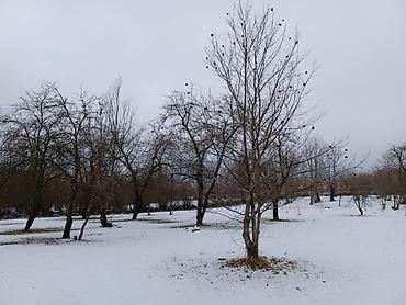 Torpaq sahələrinin satışı: 74 sot, Biznes üçün, Mülkiyyətçi, Kupça (Çıxarış) — 17