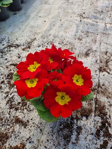 Otaq bitkiləri: 1Gullerin satişi unvanniza odenişli çatrlmada var karistan karpiz — 5