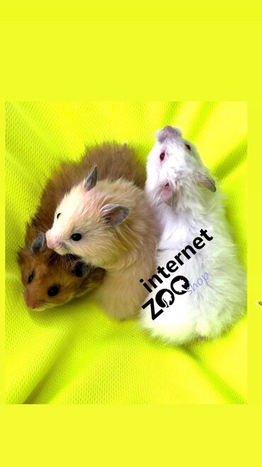 Хомяки: Продаются хомячки джунгарские, сирийские, ангорские пушистые хомячки — 20
