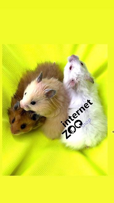 Хомяки: Продаются хомячки ручные. В нашем питомнике грызунов вы можете — 15