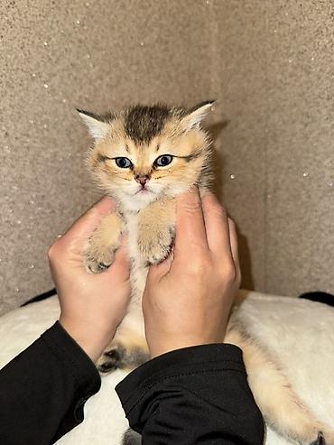 Кошки: Шотландская, Самка, Самовывоз — 1
