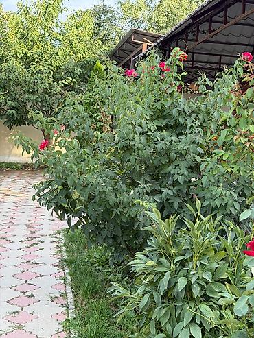 Продажа дачи: 🌿 Продаётся уютный благоустроенный загородный дом в живописном месте! — 24