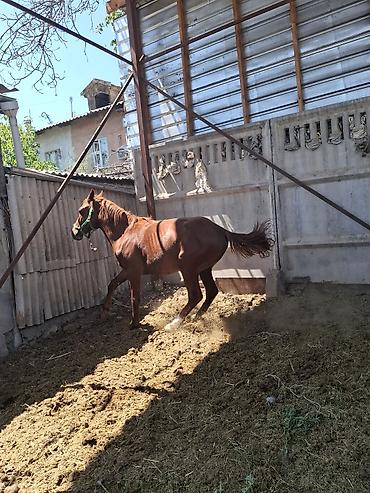 конь на забой: Продаю | Конь (самец) | Конный спорт — 8