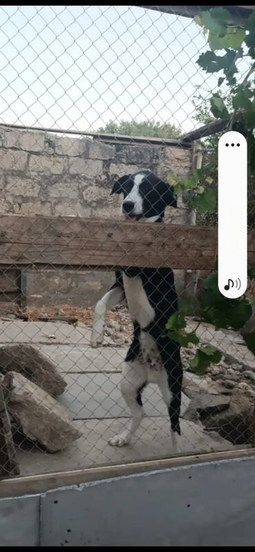 İtlər: Qara-ağ rəngli it – fermaya, həyətə, sahəyə gözətçi və yoldaş - Cins