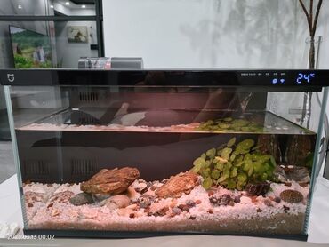 аквариумные рыбы купить: Xiaomi Ağıllı (Smart) akvarium - Şüşə korpuslu, minimal dizaynlı