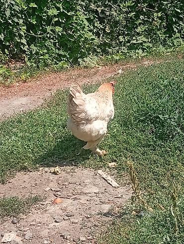 домашний животные: Продаю | Куры | Домашняя | Несушки — 6
