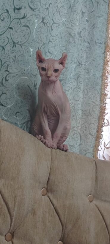 tüksüz pişik: Sfinks, Erkək