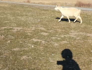 Козы, козлы: Продаю | Коза (самка) | На забой, Для молока — 3