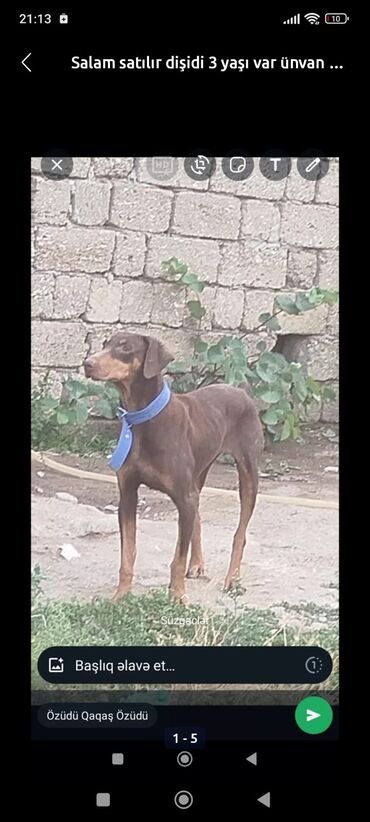 qoyun qiymeti 2019: Doberman, 10 ildən çox, Dişi, Cütləşmə üçün, Pulsuz çatdırılma