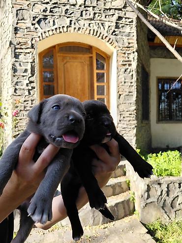 cane corso qiyməti: Kane-Korso, Pulsuz çatdırılma — 6