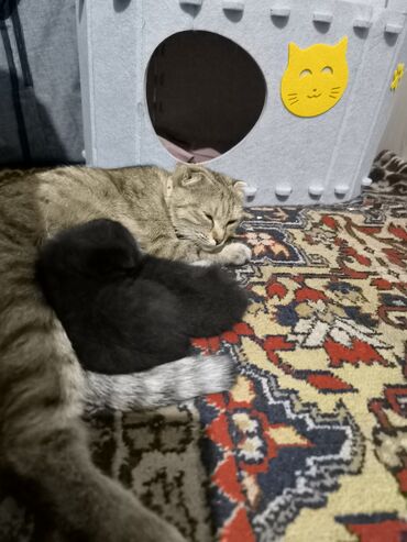 котята британские: Продаю! Шотландских котят,родились 1 сентября. Скоро можно будет
