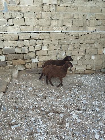 Quzu: Bir erkek bir dişi Qala quzusu cütü 550 manata tək satilmir .qiymət — 10