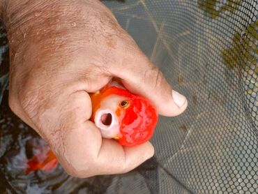 Akvariumlar: Oranda 2 quyruq qiyməti 2 manat 4 quyruq qiyməti 3 manat. Ünvan — 2