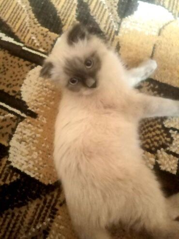 продаю или меняю обмен: Возьму маленького котёнка сиамской породы. Возьму даром,в хорошие