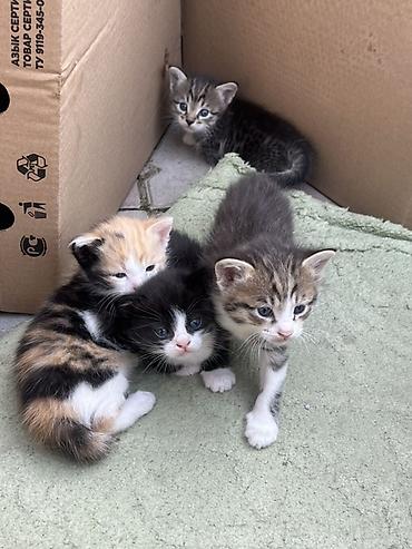 котёнок в хорошие руки: Беспородная, 1 месяц, Мальчик, Приучена к лотку — 3