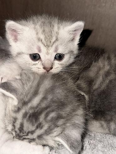 кошки маленький: Британские короткошёрстные котята, серебристые с мраморным/пятнистым — 5
