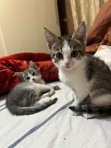 объявления о пропаже животных: Отдаем котят в добрые руки - они серо белые, один более дымчатый