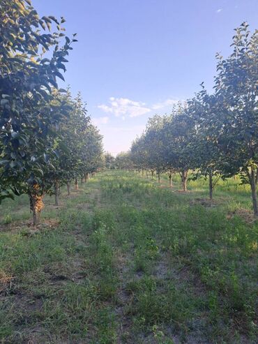 masazırda bina evlərinin satışı: 100 sot, Kənd təsərrüfatı, Barter mümkündür, Kupça (Çıxarış)