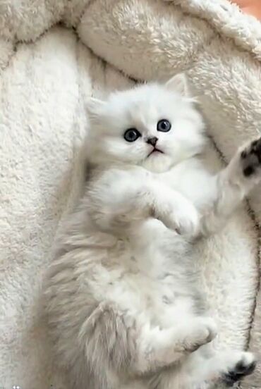 где можно купить котенка: Шиншилла, Самец, Самка, Самовывоз, Платная доставка