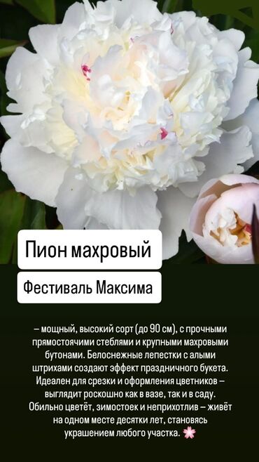 чай мате: Пион махровый «Фестиваль Максима» - Мощный, высокий сорт до 90 см с
