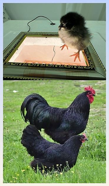 K/t heyvanları və malları: Australorp cucesi 1 gunluy 1 ayliga qeder sifarisle qiymet gunune gore — 1