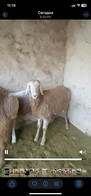 Баран, овца: Продаю | Ягненок | Для разведения | Племенные — 5