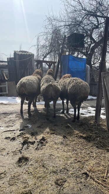 Бараны, овцы: Продаю | Баран (самец) | Гиссарская, Арашан | Для разведения | Осеменитель