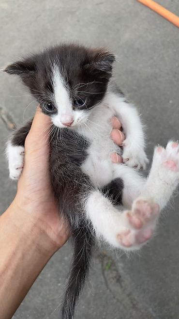 котики в оше: Отдам даром котят — 1