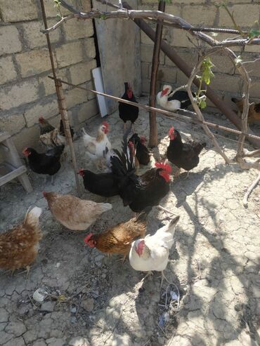 toyuq satisi: Курица, Для яиц, Платная доставка