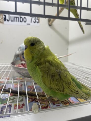 Tutuquşları: Bülbül (dalmatin naxışlı, mavi-ağ rəng çaları) – əhliləşdirilmiş — 10