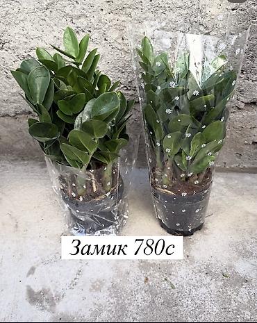 Көк чөптөр жана микро жашылчалар: Комнатные цветы оптом и в розницу — 2