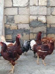 Digər quşlar: 6 eded 3 ayliq amroks cinsi(3 fere 3 xoruz)6 ededi 65azn. 8 eded 5 — 1