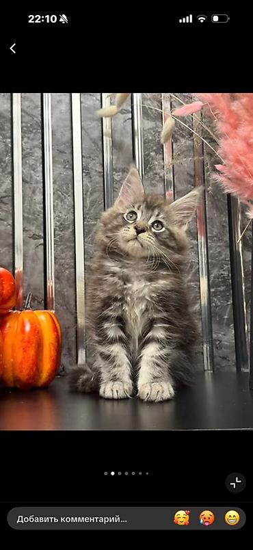 кошка мейн кун: Породистый котёнок мейн-кун. Описание: - Окрас: классический — 1